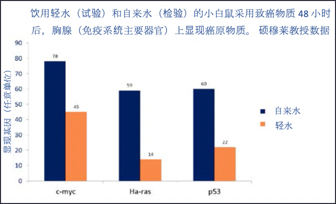 饮用轻水（试验）和自来水（检验）的小白鼠采用致癌物质48小时后，胸腺（免疫系统主要器官）上显现癌原物质。 硕穆莱教授数据